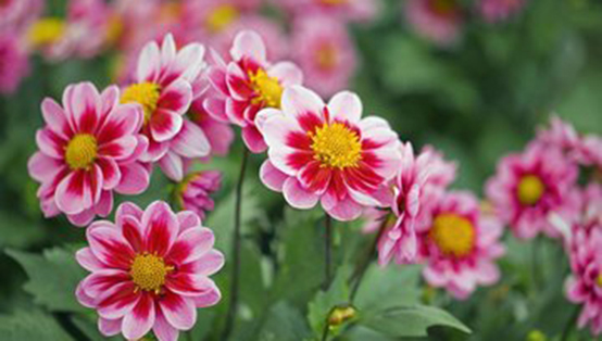 環(huán)境監(jiān)測：行業(yè)嶄新格局已定，靜待開花結(jié)果