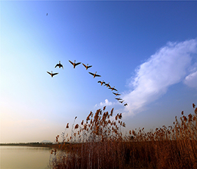 濕地監(jiān)測系統(tǒng)