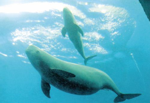 江豚數(shù)量明顯增多！兩組照片見證江蘇生物多樣性保護(hù)成效